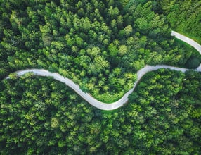 Road through the tress